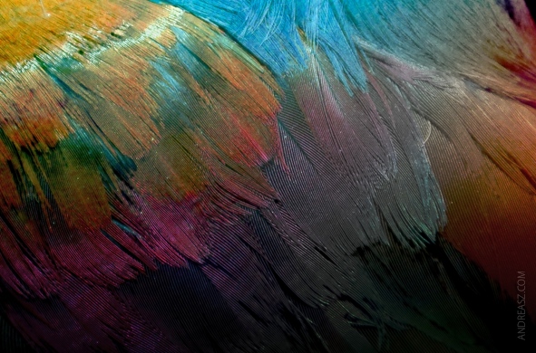 colorful feathers bunte federn