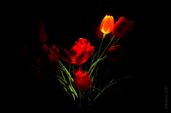 Tulips red flower dark back